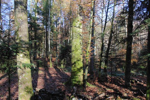 Bremgartenwald: Holzernte