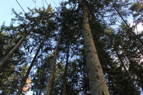 Sicherheitsarbeiten in Berns Wäldern