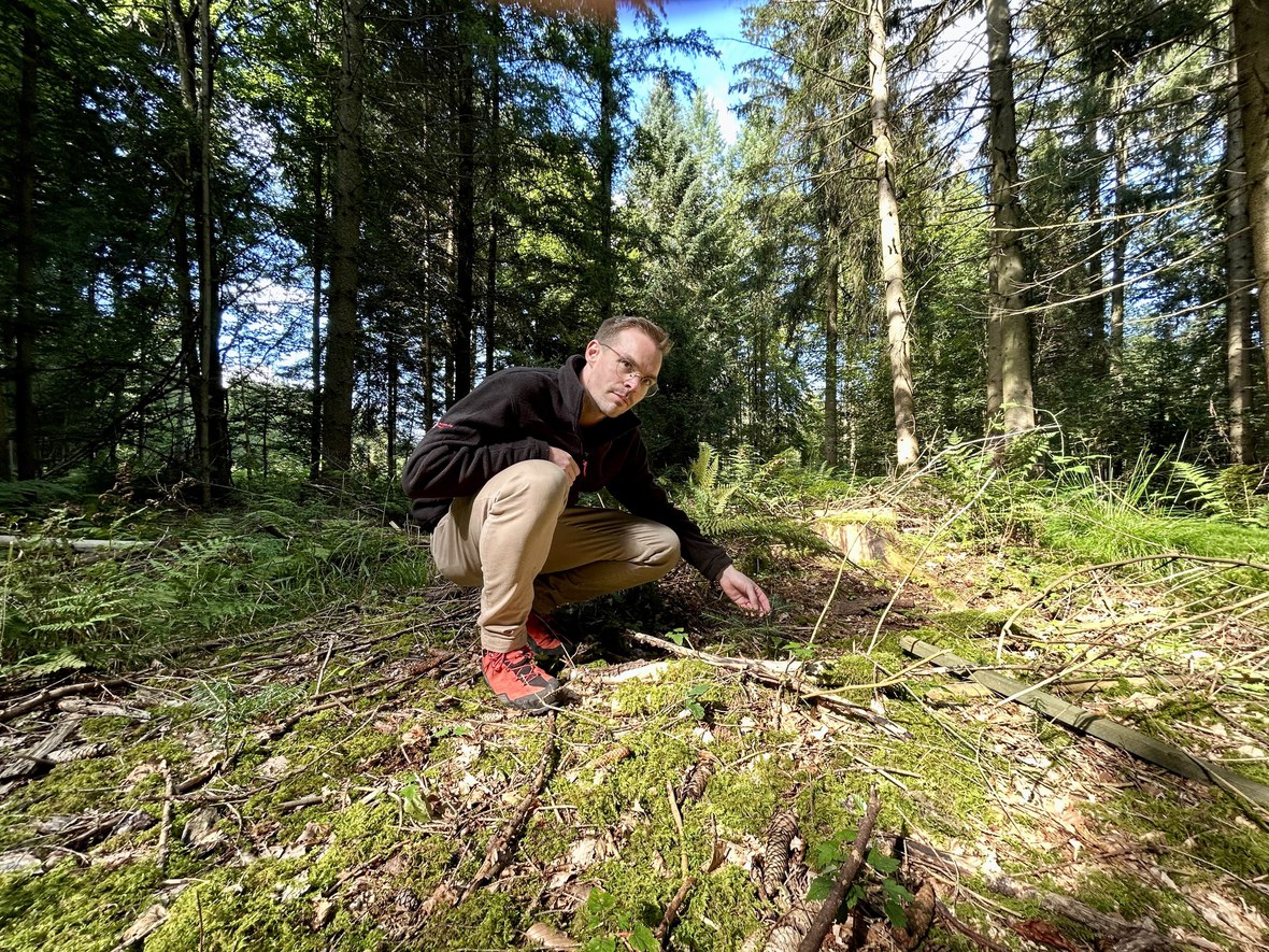 Wald der Zukunft: mehr Licht!