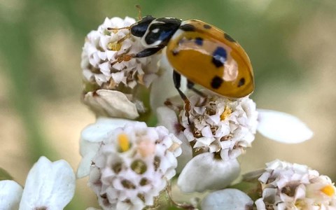 Mehr Natur! Insektensafari