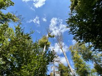 Schäden im Thormannbodenwald 2 (Foto: Michel Wyss)