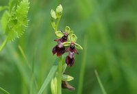 Bernische Botanische Gesellschaft; Fliegen Ragwurz (Bildquelle Katja Rembold)