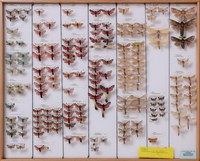 Entomologischer Verein; Insektenkasten mit Schmetterlingen (Bildquelle nmbeinvertebrata; flickr.com)