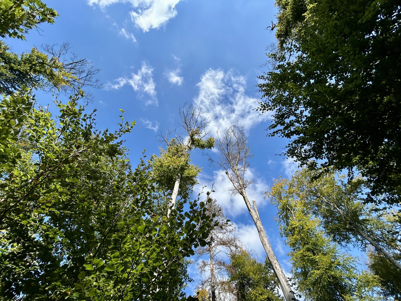 Trockenheitsschäden im Thormannbodenwald